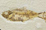 Two Fossil Fish (Knightia) - Wyoming #126042-1